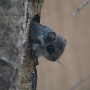 European Flying Squirrel