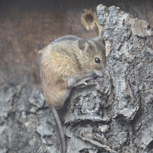 Striped Field Mouse