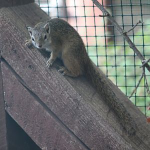 Smith's Bush Squirrel