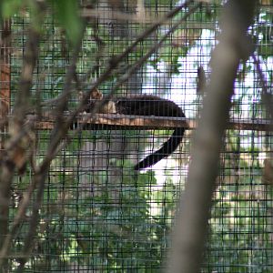 European Pine Marten