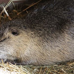 Nutria