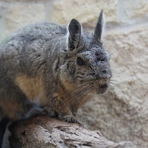 Northern Mountain Viscacha