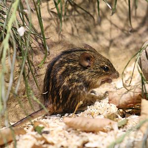 Typical Striped Grass Mouse