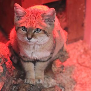 Sand Cat