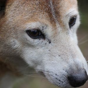 New Guinea Singing Dog