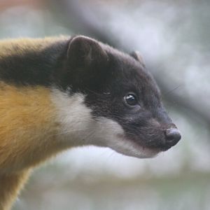Yellow Throated Marten