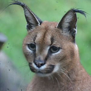 Caracal