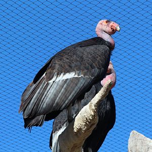 Californian Condor