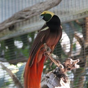 Raggiana Bird Of Paradise