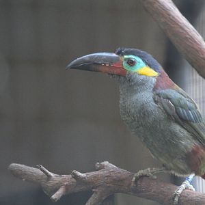 Guianan Toucanet