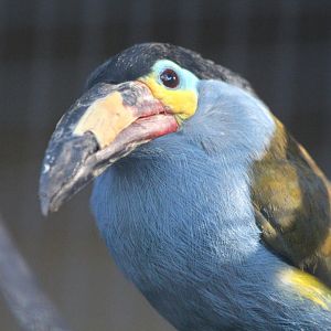 Plate-billed Mountain Toucan