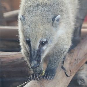 Ring-tailed Coati