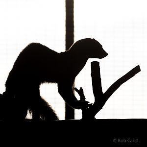 Tayra : Hamerton : 25 Nov 2018