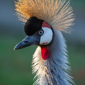 East African crowned-crane : Hamerton : 25 Nov 2018