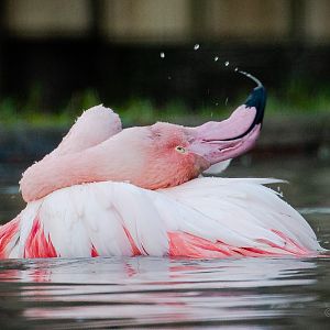 Greater flamingo : Hamerton : 02 Dec 2018