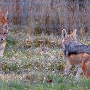 Black-backed jackal : Hamerton : 25 Nov 2018
