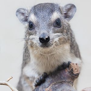 Bruce's yellow-spotted hyrax : Hamerton : 02 Dec 2018