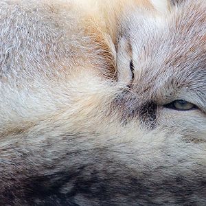 Corsac fox : Hamerton : 02 Dec 2018