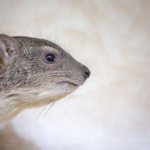 Bruce's yellow-spotted hyrax : Hamerton : 25 Nov 2018