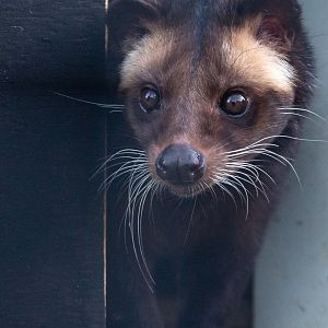 Sumatran white-bearded civet : Hamerton : 02 Dec 2018