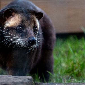 Sumatran white-bearded civet : Hamerton : 02 Dec 2018