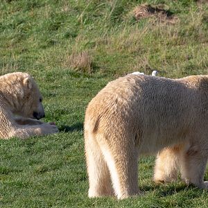 Polar bear : Yorkshire WP : 10 Nov 2018