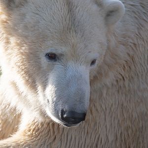 Polar bear : Yorkshire WP : 10 Nov 2018