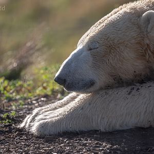 Polar bear : Yorkshire WP : 10 Nov 2018