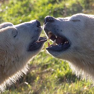 Polar bear : Yorkshire WP : 10 Nov 2018