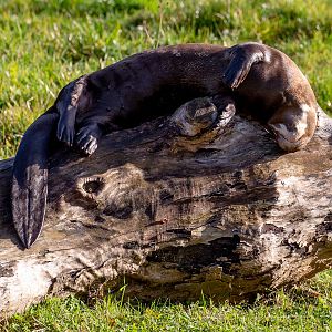 Giant otter : Yorkshire WP : 10 Nov 2018