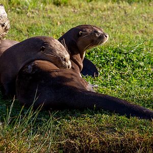 Giant otter : Yorkshire WP : 10 Nov 2018