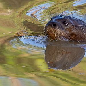 Giant otter : Yorkshire WP : 10 Nov 2018