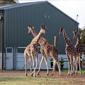 Giraffe : Yorkshire WP : 10 Nov 2018