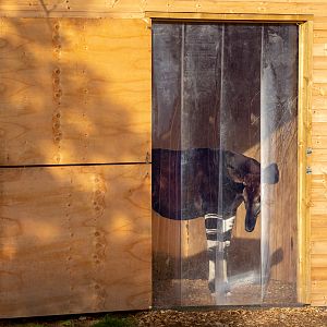 Okapi : Yorkshire WP : 10 Nov 2018