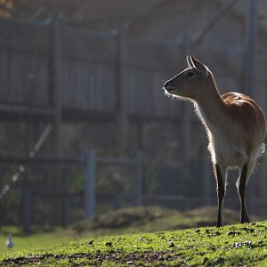 Kafue lechwe : Yorkshire WP : 10 Nov 2018
