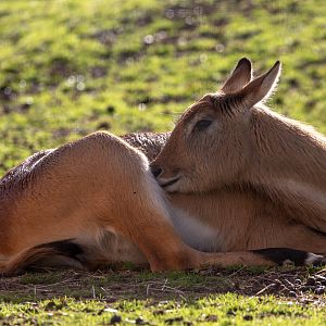 Kafue lechwe : Yorkshire WP : 10 Nov 2018