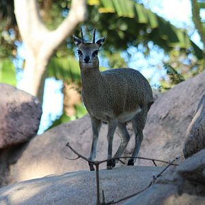 Klipspringer