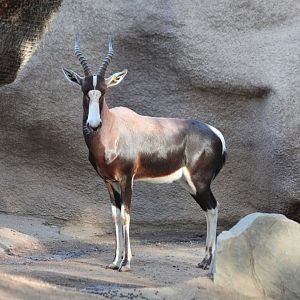 Bontebok