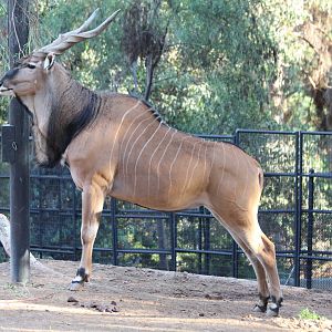 Giant Eland