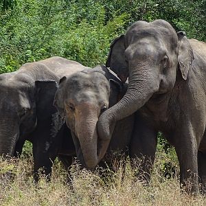 Asian elephant (Sri Lankan spp)