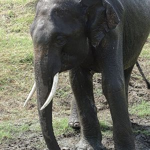 Asian elephant (Sri Lankan spp)