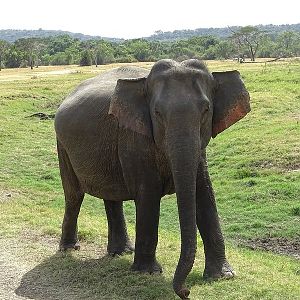 Asian elephant (Sri Lankan spp)
