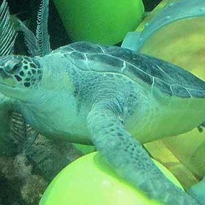 Green Sea Turtle