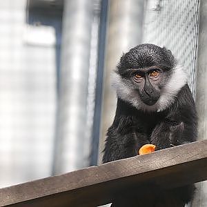 Paul & Lynsey's Zoo Tour #79 Mulhouse Zoological and Botanical Gardens - YouTube