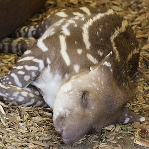 Brazilian Tapir baby at Chester Zoo 01/12/2018