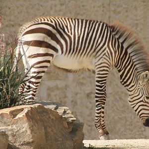 Hartmann's mountain zebra foal