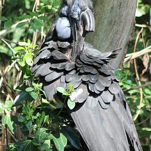 Abyssinian ground hornbill