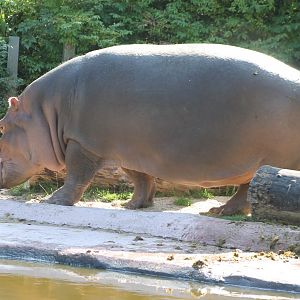 Hippo