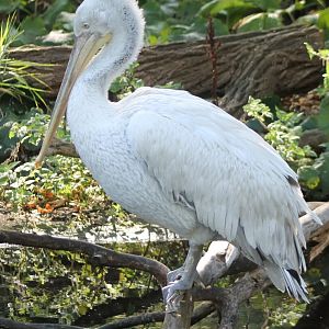 Dalmatian pelican