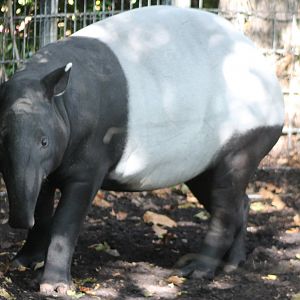 Malayan tapir